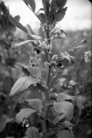 Plantes, cave voutée et muret (probablement à Falaise) (photos n°878 à 881)