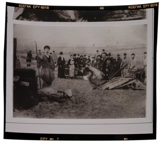 Luc-sur-Mer : photographies de la présentation de la station et équarrissage de la baleine (1885)