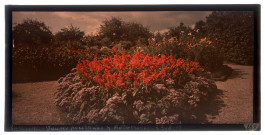 Les "sauges pourprées et héliotropes" du château des Monts de Barbeville, le 23 août 1913