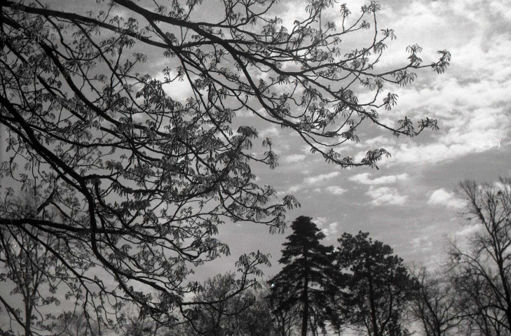 Nature, arbres, chiens, canards, vaches à Falaise et environs (photos n°1045 à 1082)