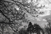 Nature, arbres, chiens, canards, vaches à Falaise et environs (photos n°1045 à 1082)