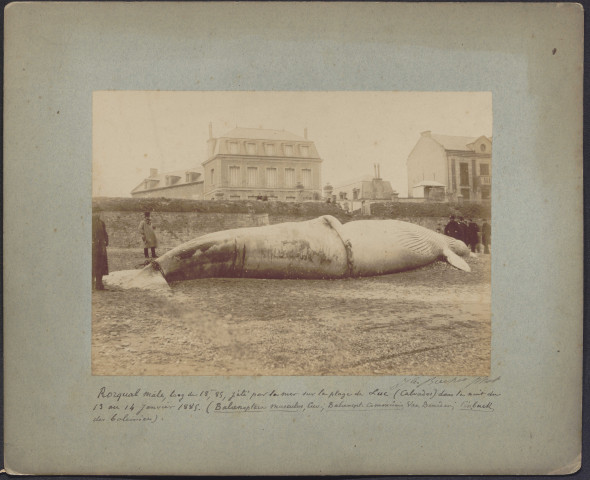 Photographies de la baleine échouée et de son dépeçage sur la plage, par Jules Brechet