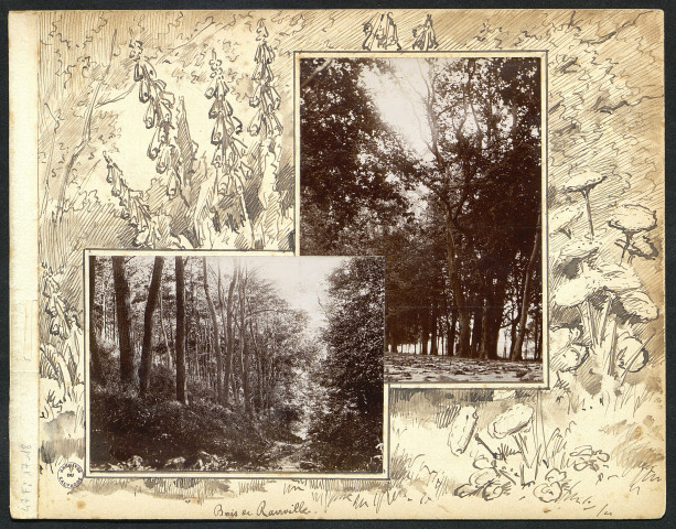 Photos 17 et 18 : Bois de Ranville