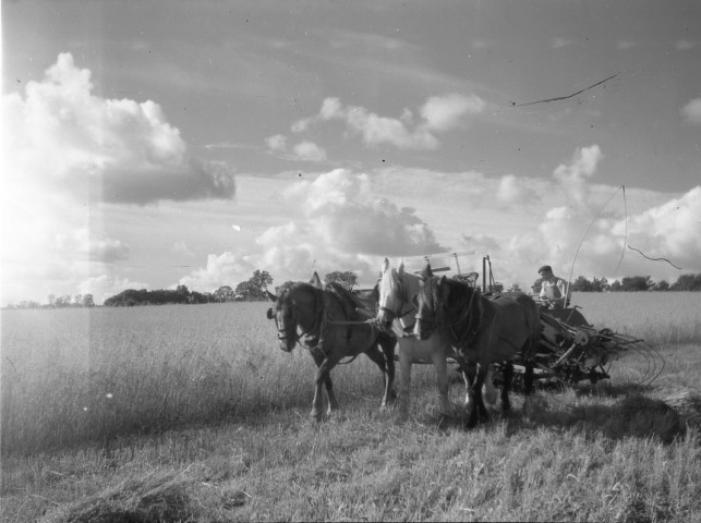 Moissons, fauchage, foin, semailles (photos n°530 à 545, 547)