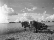 Moissons, fauchage, foin, semailles (photos n°530 à 545, 547)