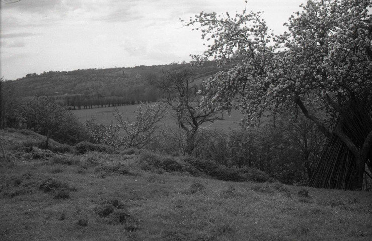 Livarot : ferme et pommiers (photos n°822 à 824)