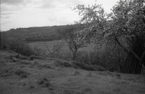 Livarot : ferme et pommiers (photos n°822 à 824)