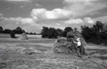 Fauchage, ramassage du foin et de la paille, moissonnage du blé, charrue de labour (photos n°510 à 529)