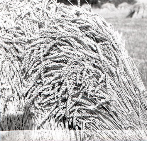 Rivière, blés et arbre enneigé (probablement à Falaise) (photos n°43 à 46)