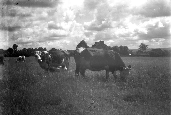 Campagne, vaches et chevaux ( photos n°906 à 928)