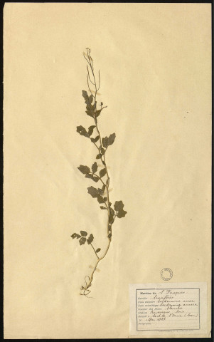 Herbier de S. Fouques