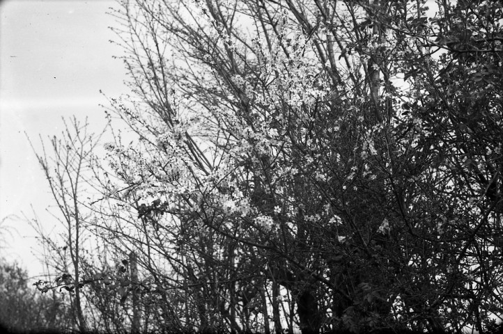 Campagne, arbres en fleurs, moutons, photomontage tête de chien (photos n°929 à 944)