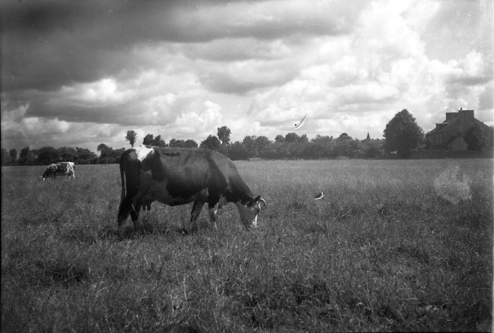 Campagne, vaches et chevaux ( photos n°906 à 928)