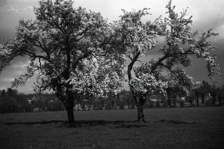 Vues lointaines de Falaise avec arbres en fleurs (photos n°133 à 144)