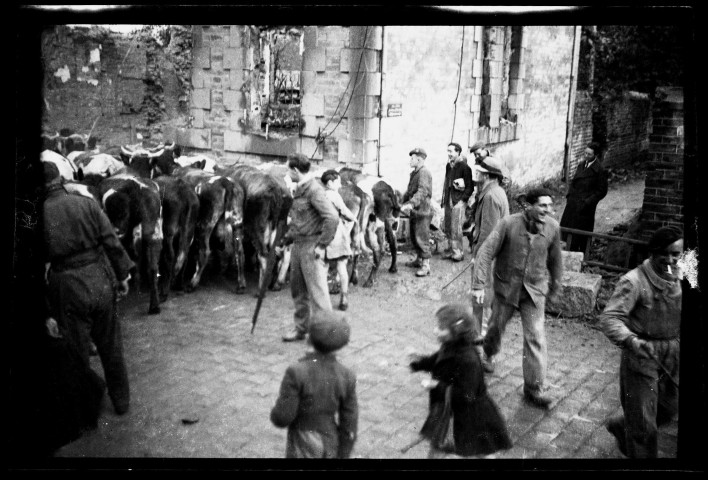 Déplacement d'un troupeau de vaches dans la ville de Condé-sur-Noireau en ruines (photos n°345 à 349).