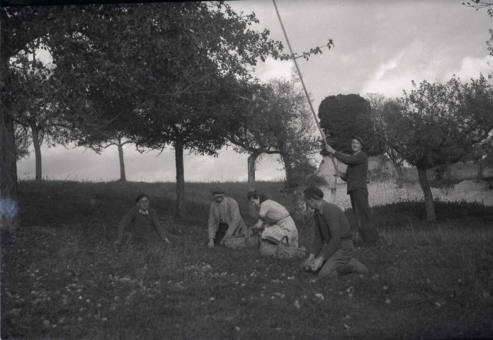 Ramassage des pommes, fauchage, labourage, meules de foin et de paille, moissons (photos n°465 à 509)