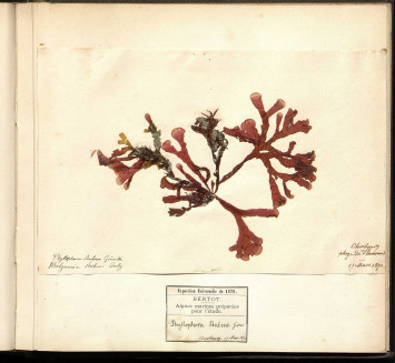 La page de l'alguier ici présentée comporte une algue nommée phylophora rubens gréville ou halymenia rubens duby. L'algue fut prélevée en 1870 à Cherbourg sur la plage des Flammands. Un cartouche indique que cet alguier a été préparé par Bertot pour l'exposition universelle de 1878.