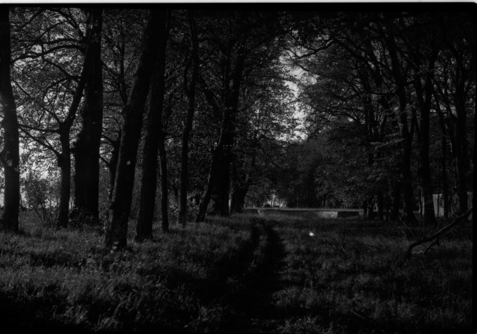Versainville : allée d'arbres (du château ?) (photo n°42)