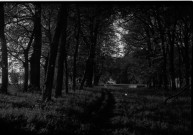 Versainville : allée d'arbres (du château ?) (photo n°42)