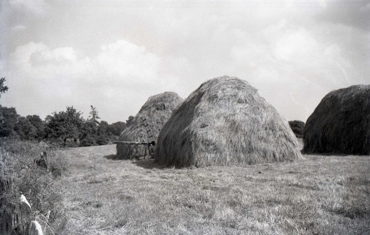 Brûlage, ramassage de foin et de pommes de terre (?) (photos n°30 à 41)