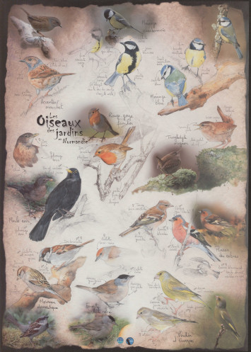 Ce document illustré présente les différentes espèces d'oiseaux observables.