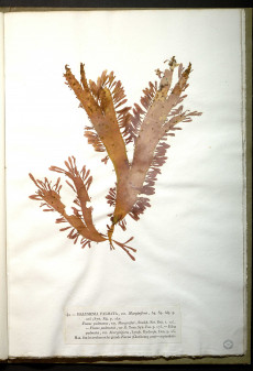 Sur la page est présentée l'algue halymenia palmata dont l'habitat est indiqué comme celui des rochers de Cherbourg
