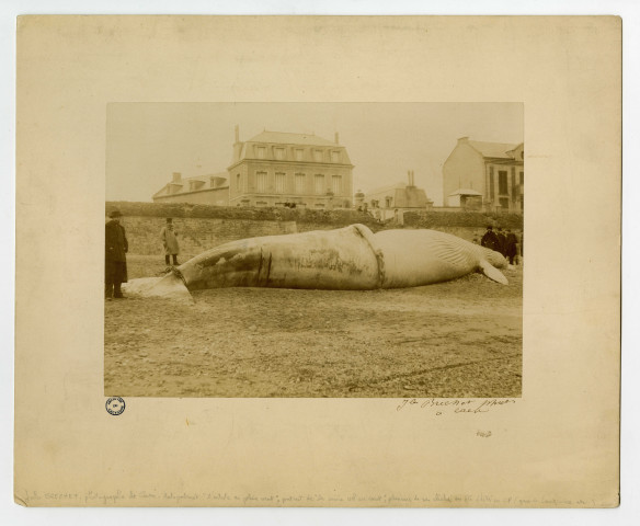 5 - Baleine échouée à Luc-sur-Mer, au lieu dit " Moulin de Luc " le 12 janvier 1885 (poids 40 000 kg, longueur 19 m, circonférence 12 m), par le photographe Jules Bréchet.