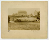 5 - Baleine échouée à Luc-sur-Mer, au lieu dit " Moulin de Luc " le 12 janvier 1885 (poids 40 000 kg, longueur 19 m, circonférence 12 m), par le photographe Jules Bréchet.