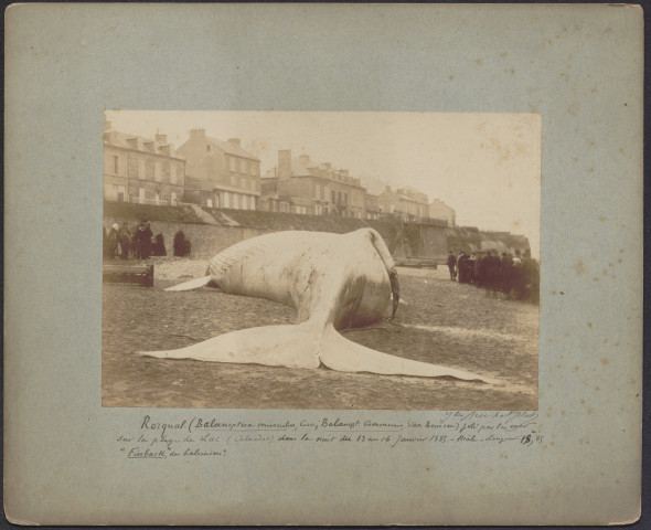 Photographies de la baleine échouée et de son dépeçage sur la plage, par Jules Brechet