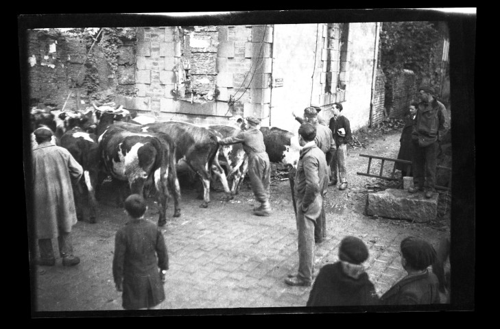 Déplacement d'un troupeau de vaches dans la ville de Condé-sur-Noireau en ruines (photos n°345 à 349).