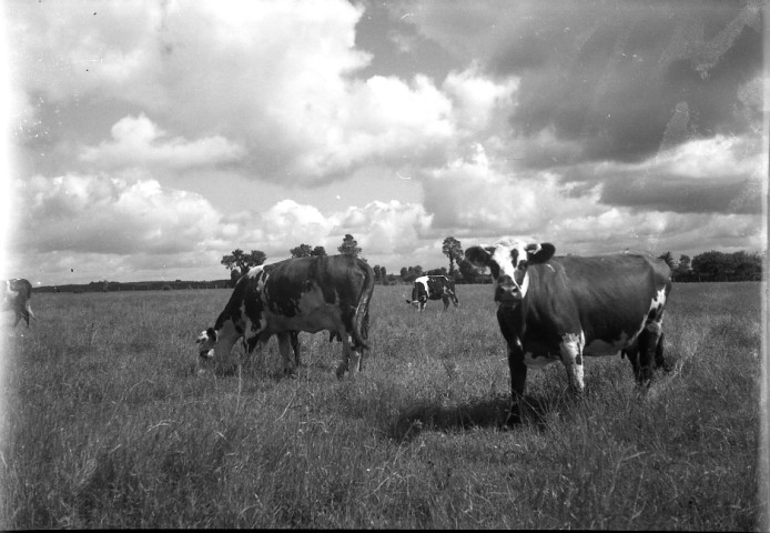 Campagne, vaches et chevaux ( photos n°906 à 928)