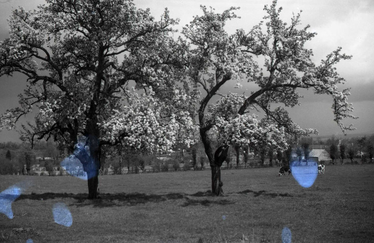 Vues lointaines de Falaise avec arbres en fleurs (photos n°133 à 144)