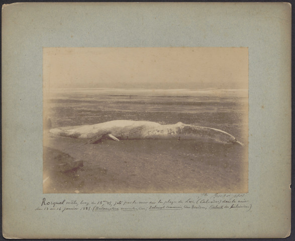 Photographies de la baleine échouée et de son dépeçage sur la plage, par Jules Brechet