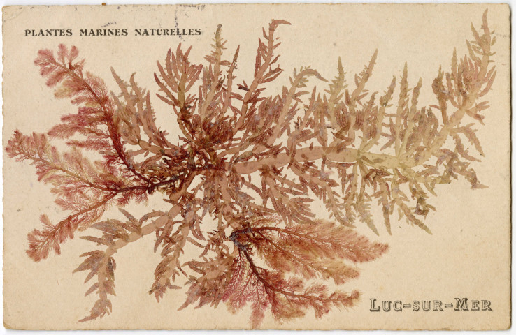 Algues de la plage de Luc-sur-Mer collées sur des cartes postales (n°130 et 131)