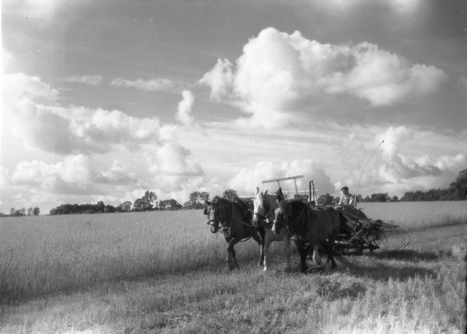 Moissons, fauchage, foin, semailles (photos n°530 à 545, 547)