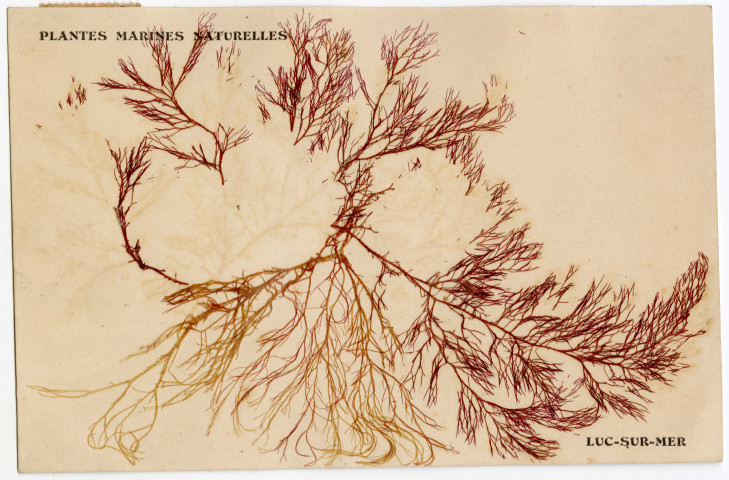 Algues de la plage de Luc-sur-Mer collées sur des cartes postales (n°130 et 131)