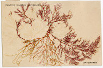 Algues de la plage de Luc-sur-Mer collées sur des cartes postales (n°130 et 131)