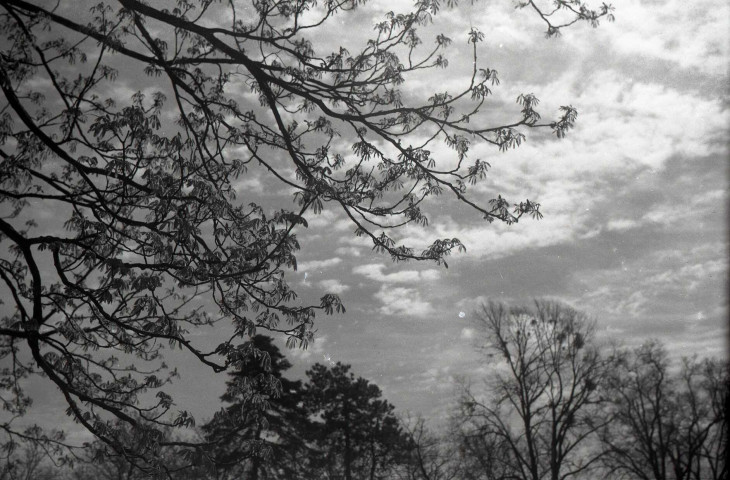 Nature, arbres, chiens, canards, vaches à Falaise et environs (photos n°1045 à 1082)