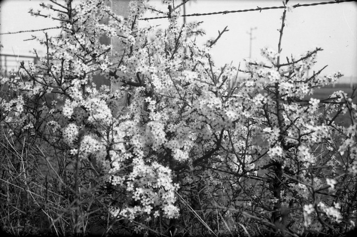 Campagne, arbres en fleurs, moutons, photomontage tête de chien (photos n°929 à 944)
