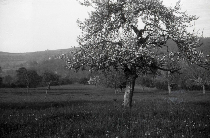 Ménil-Hermei : rivière et pommiers (photos n°825 à 829)
