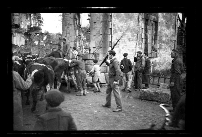 Déplacement d'un troupeau de vaches dans la ville de Condé-sur-Noireau en ruines (photos n°345 à 349).