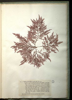 L'algue Dasya coccinea est disposée sur la page. On pourrait croire qu'il s'agit de plusieurs branches d'un arbre disposées en losange avec des feuilles parfaitement dessinées.