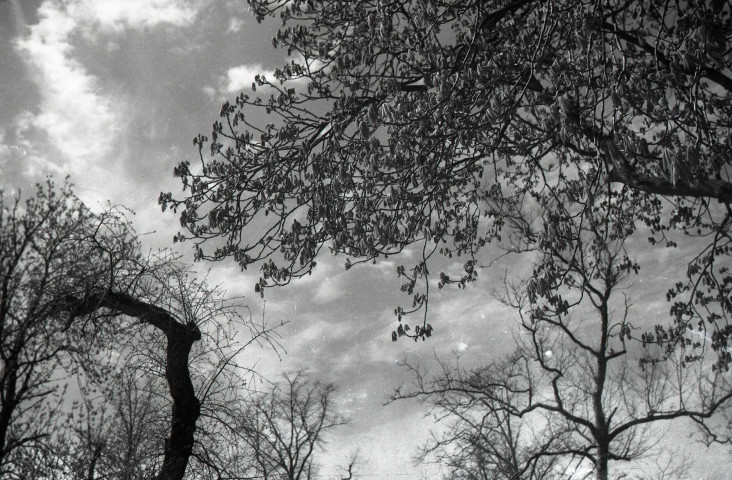 Nature, arbres, chiens, canards, vaches à Falaise et environs (photos n°1045 à 1082)