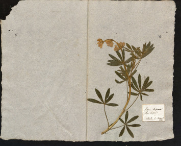 La page de l'herbier ici présentée correspond à pidum lupinum, pois lupin. Le végétal a été prélevé en 1821 au moulin de Tréporel suivant la légende indiquée.