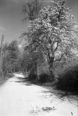 Versainville : château, arbres en fleurs, ferme, sous-bois (photos n° 776 à 792)