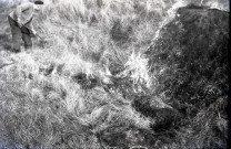 Brûlage, ramassage de foin et de pommes de terre (?) (photos n°30 à 41)