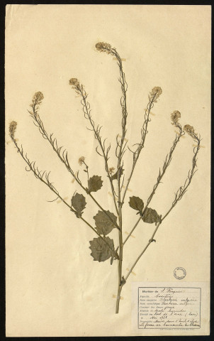 Herbier de S. Fouques