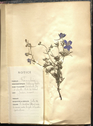 Cette page présente une fleur de la famille des renonculacées appelée Delphinum consolida ou dauphinelle pied. Elle a été collectée en juillet 1891 et s'accompagne d'une notice.