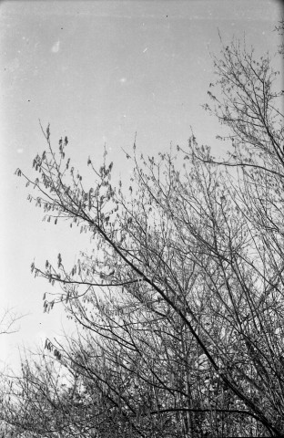 Campagne, arbres en fleurs, moutons, photomontage tête de chien (photos n°929 à 944)