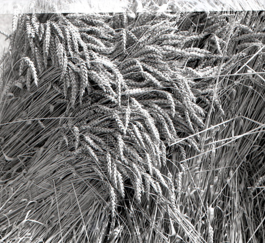 Rivière, blés et arbre enneigé (probablement à Falaise) (photos n°43 à 46)